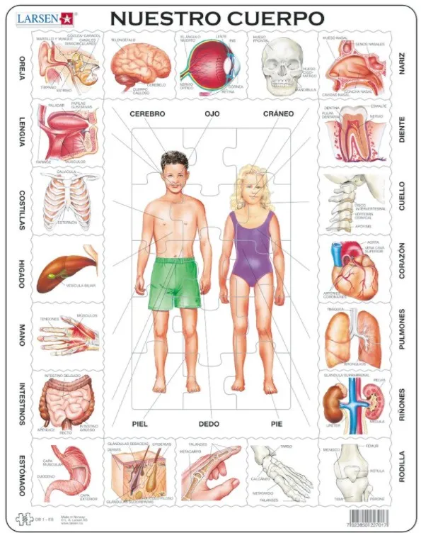 Frame Puzzle  - Nuestro Cuerpo (in Spanish)