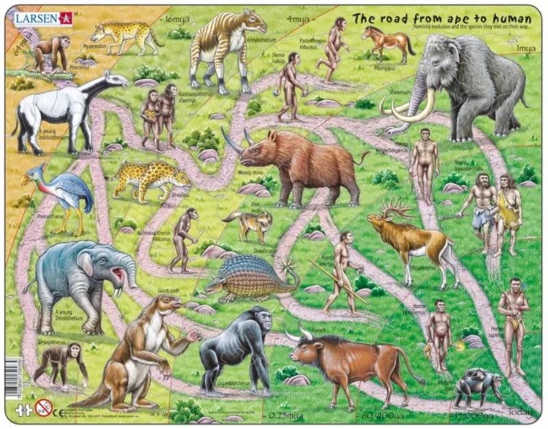 Frame Puzzle - The Road From Ape to Human