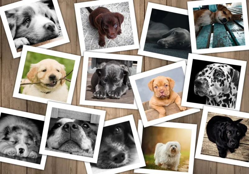 Dogs