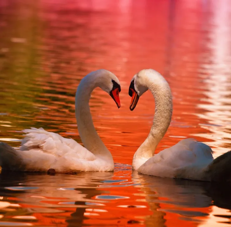 Swans