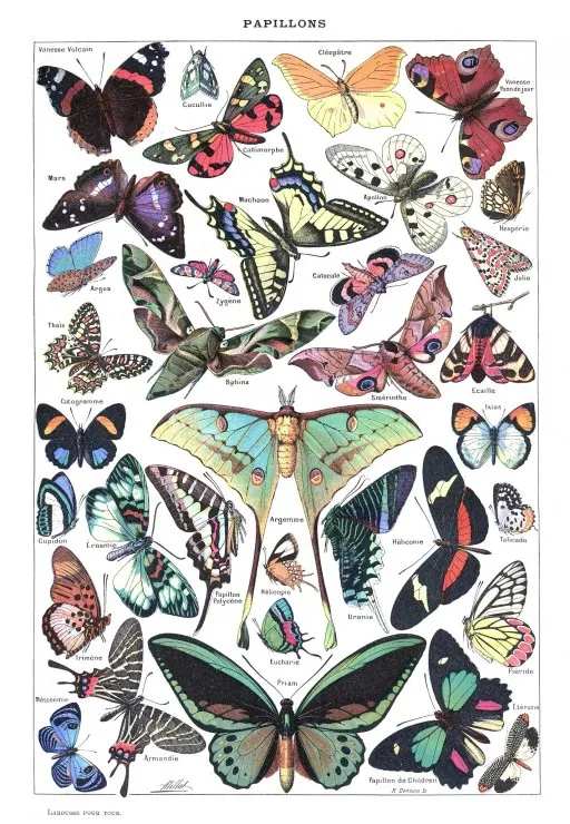 Illustration from the Larousse pour Tous: Butterflies, 1907-1910
