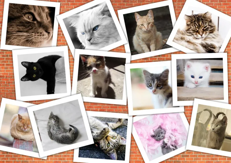Cats