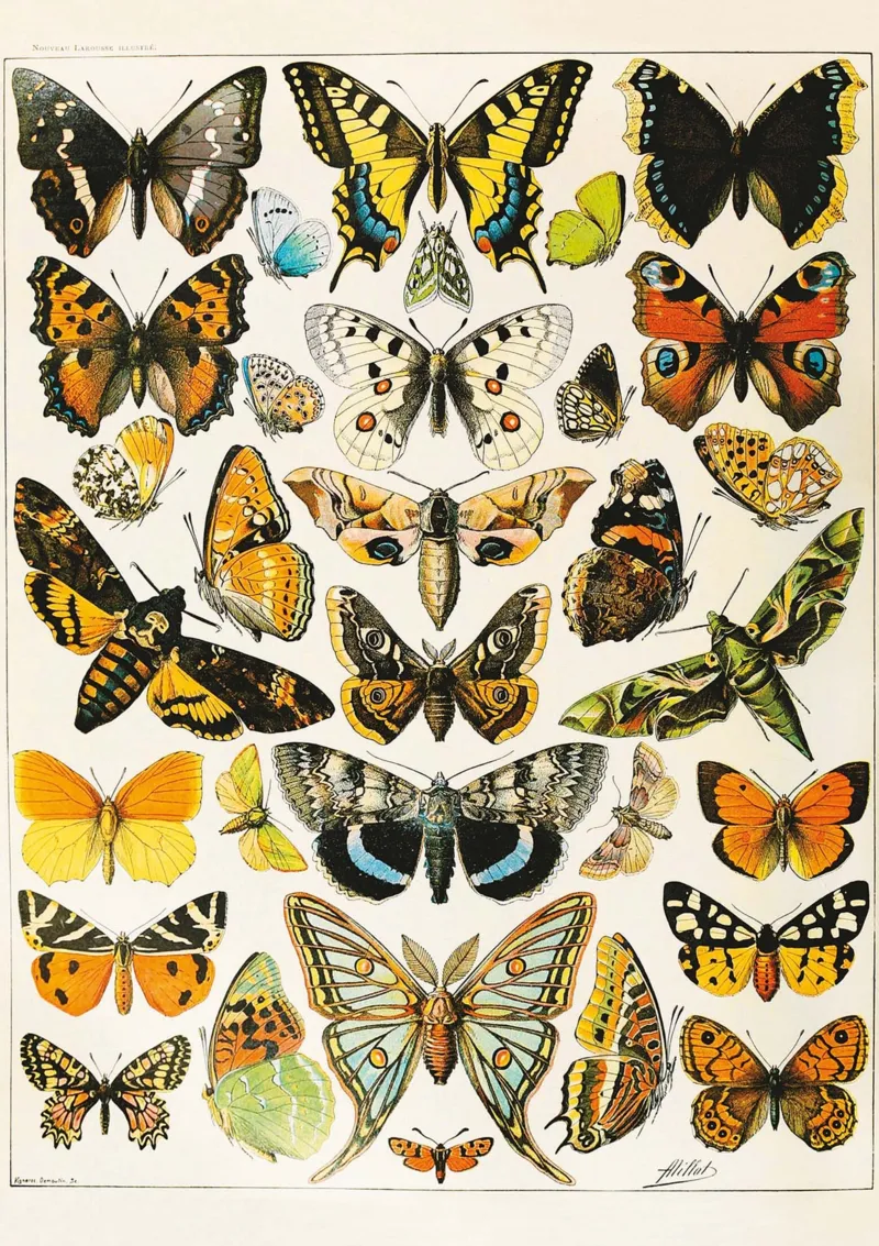 Butterflies - Millot