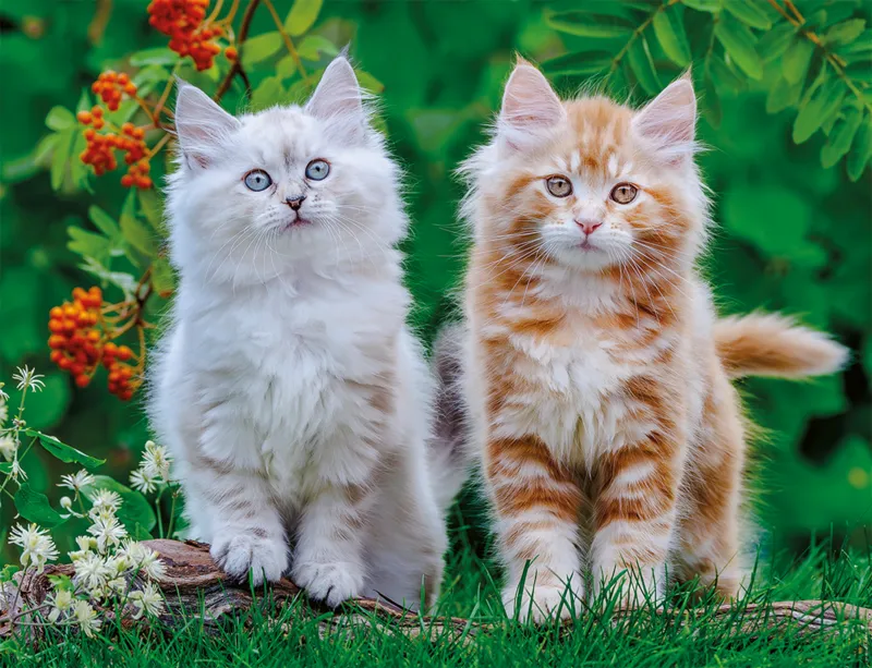 Siberian Kittens