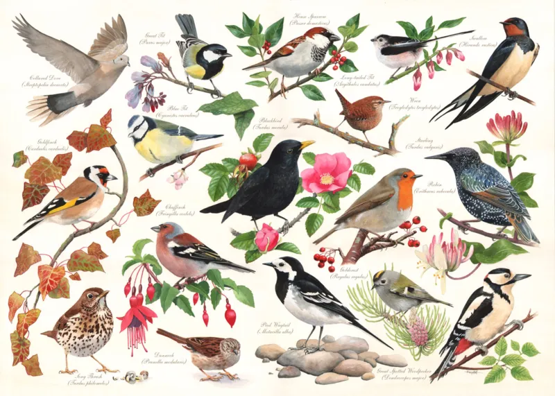 Birds In My Garden