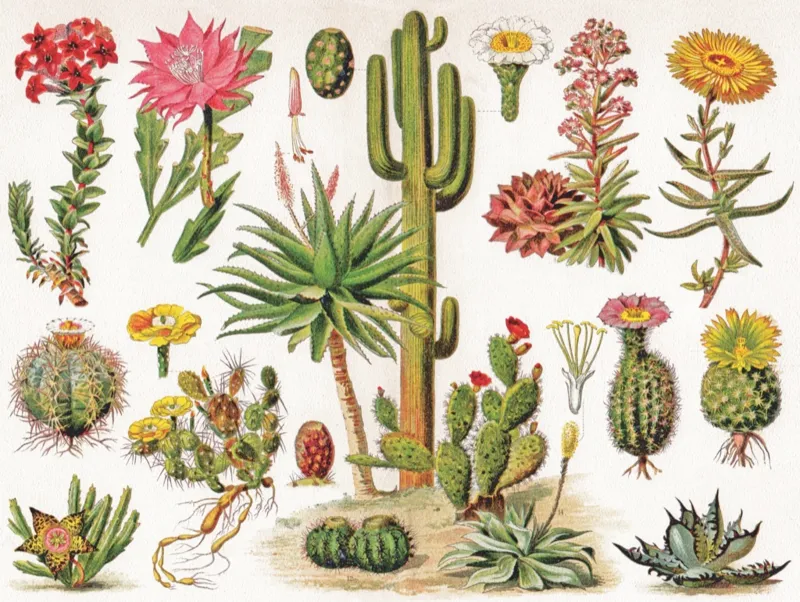 Cacti - Cactus