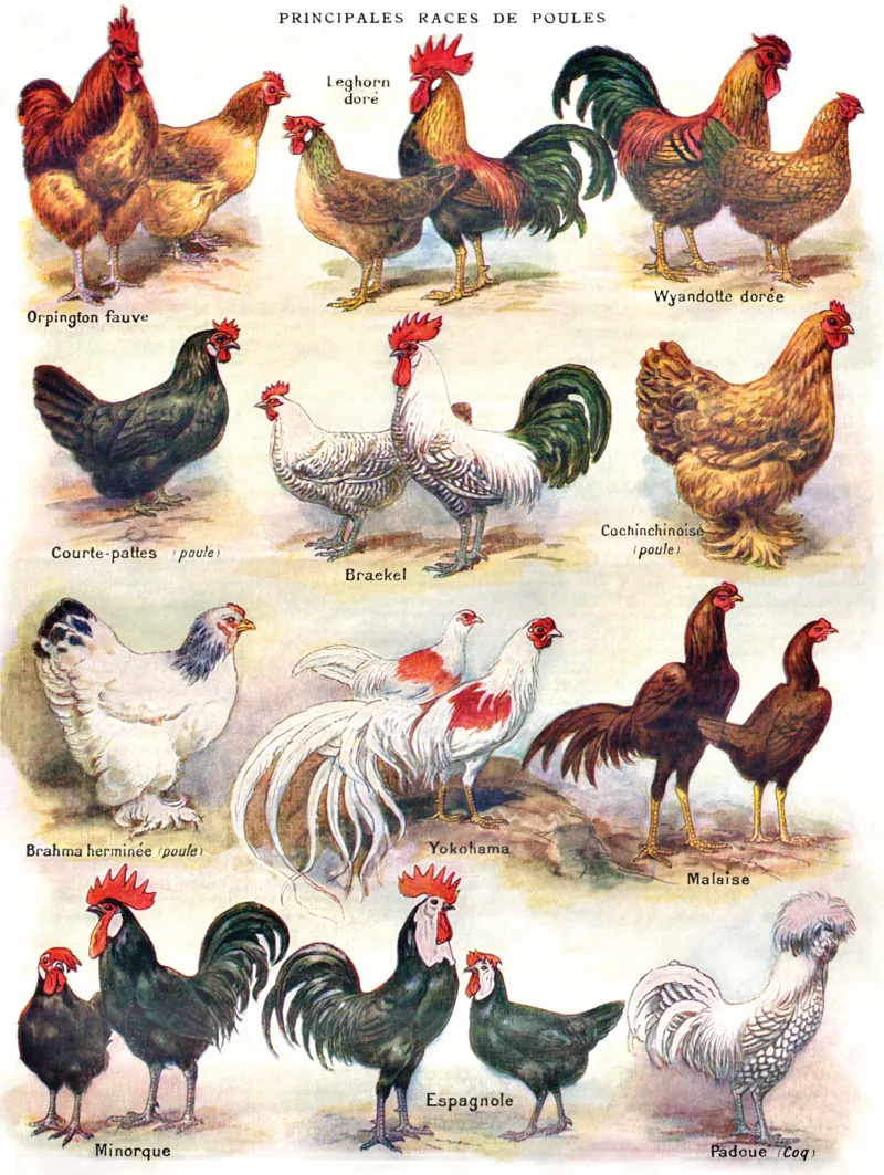 XXL Pieces - Poules - Poultry