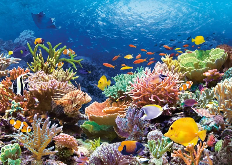 Jigsaw Puzzle - 1000 Pieces - Coral Reef