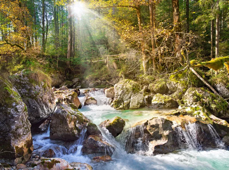 Jigsaw Puzzle - 2000 Pieces - Stream in the Forest