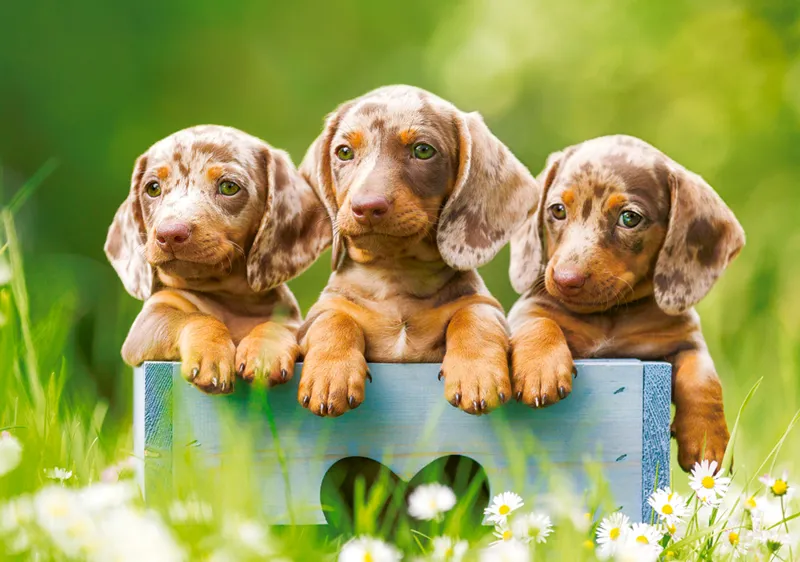 Cute Puppies