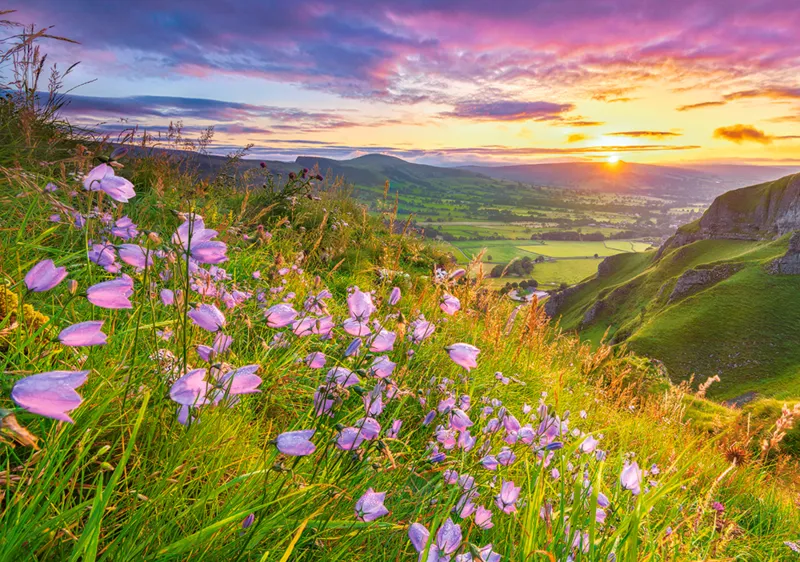 Glockenblumen im Sonnenaufgang