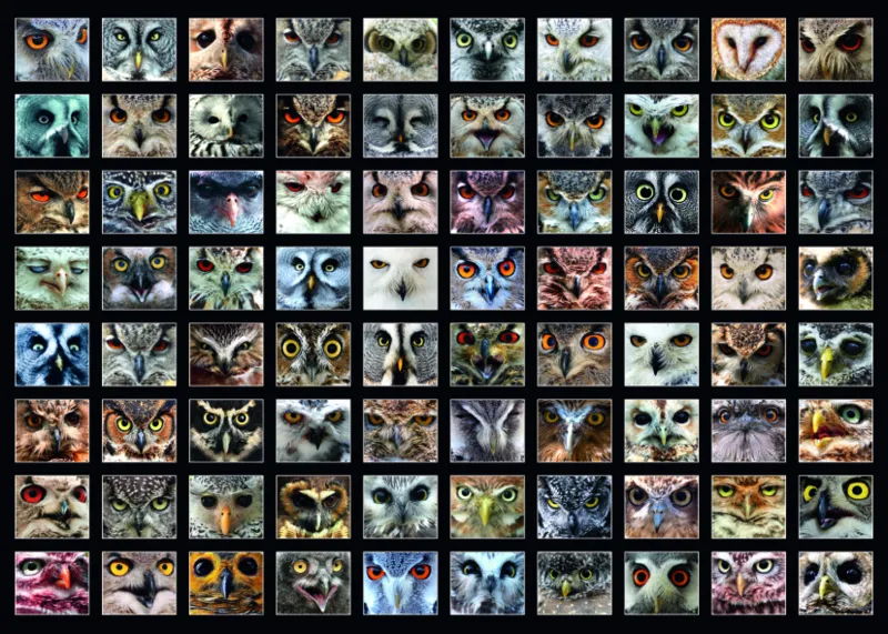 Collage - Owls