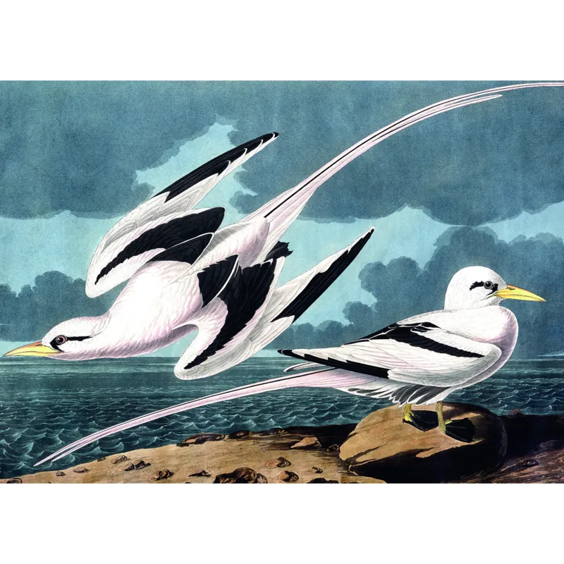 Gulls