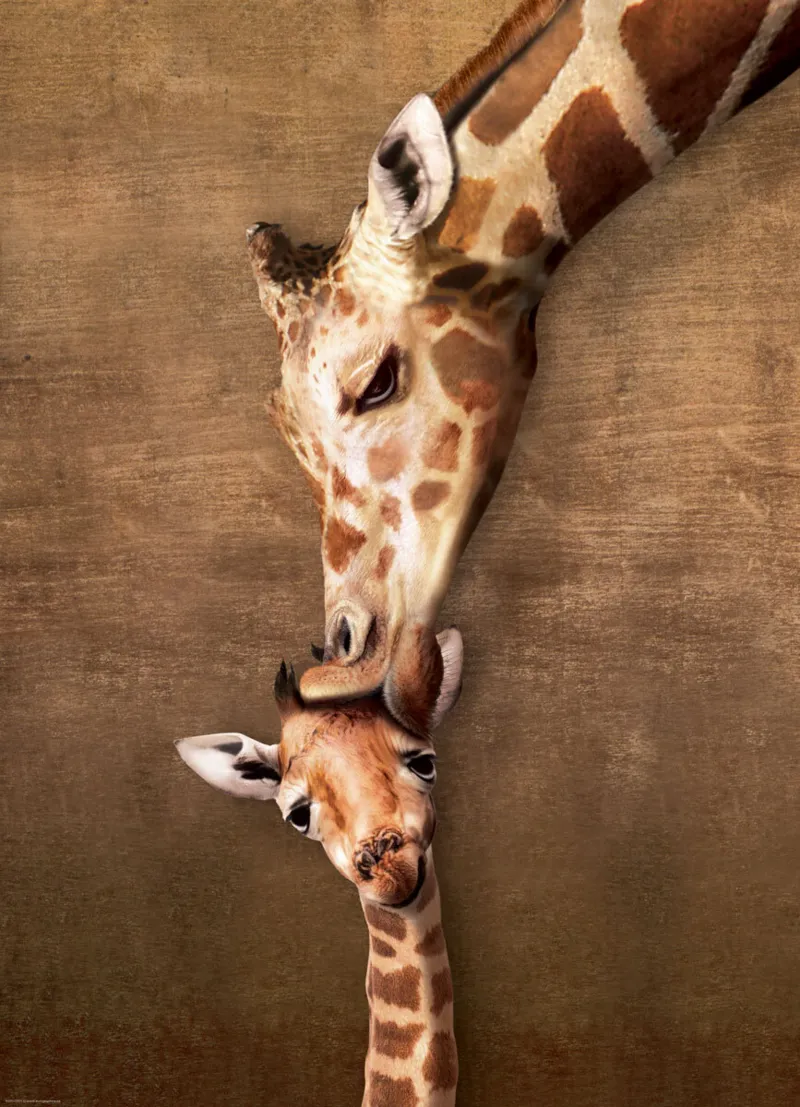 The mother Giraffe and its girafon
