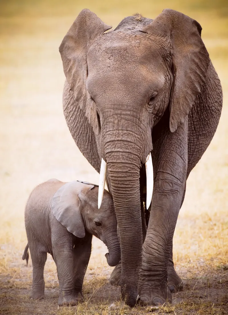 The Elephant and baby elephant