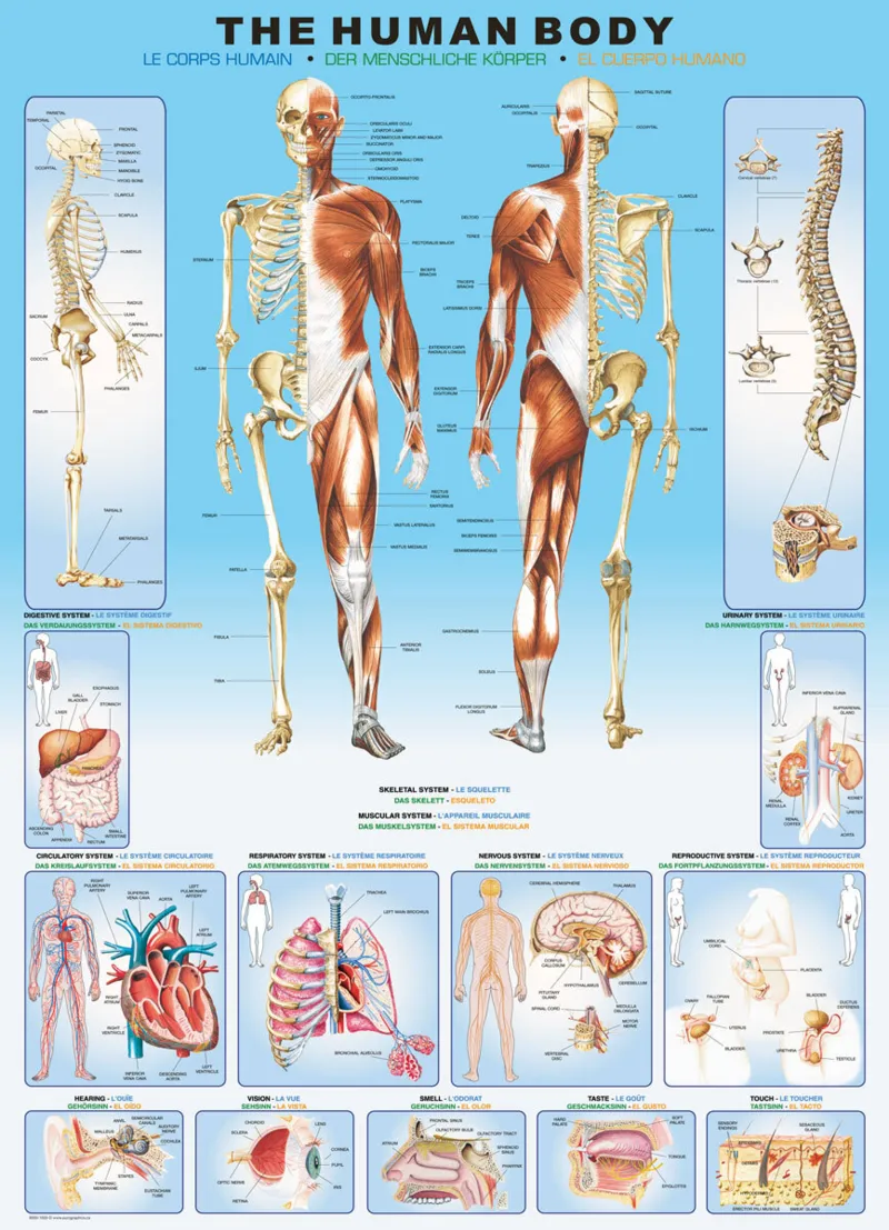 Human body
