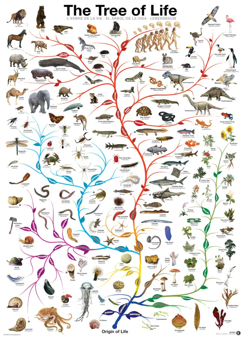 Evolution - the tree of life