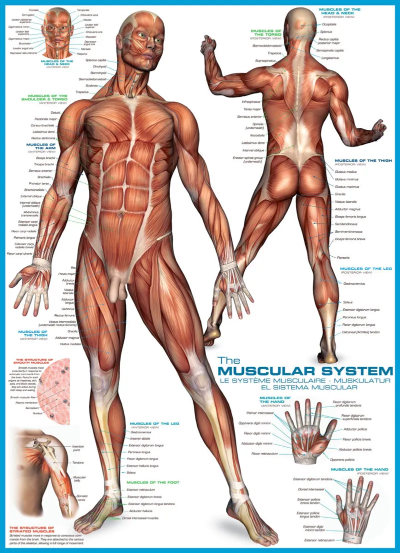Muscular System