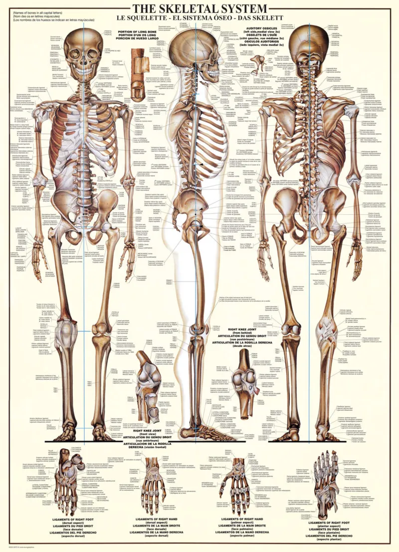 The Skeletal System
