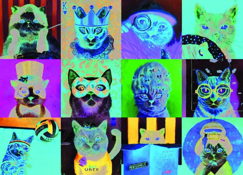 Funny Cats