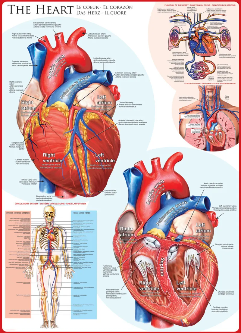 The Heart