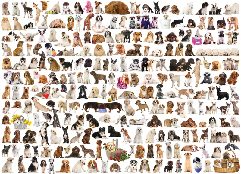 The World of Dogs