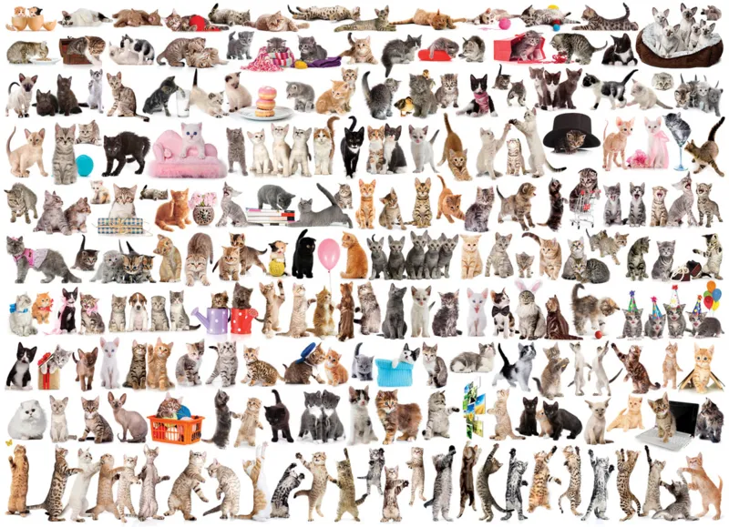 The World of Cats