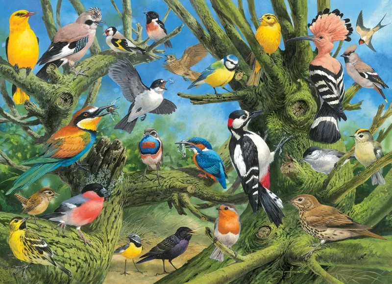 John Francis - Garden Birds