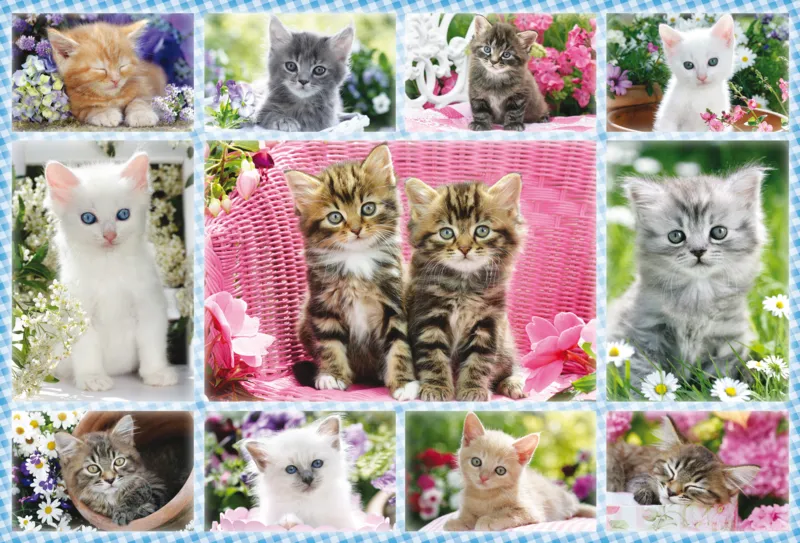 Kittens