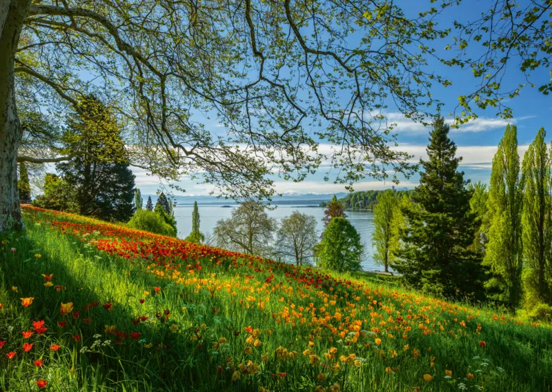Tulip Field - Mainau Island