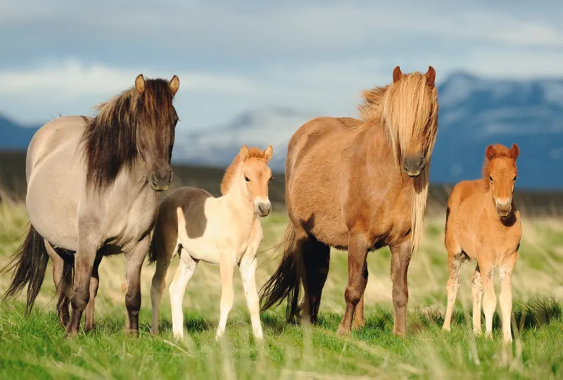 Horse Family