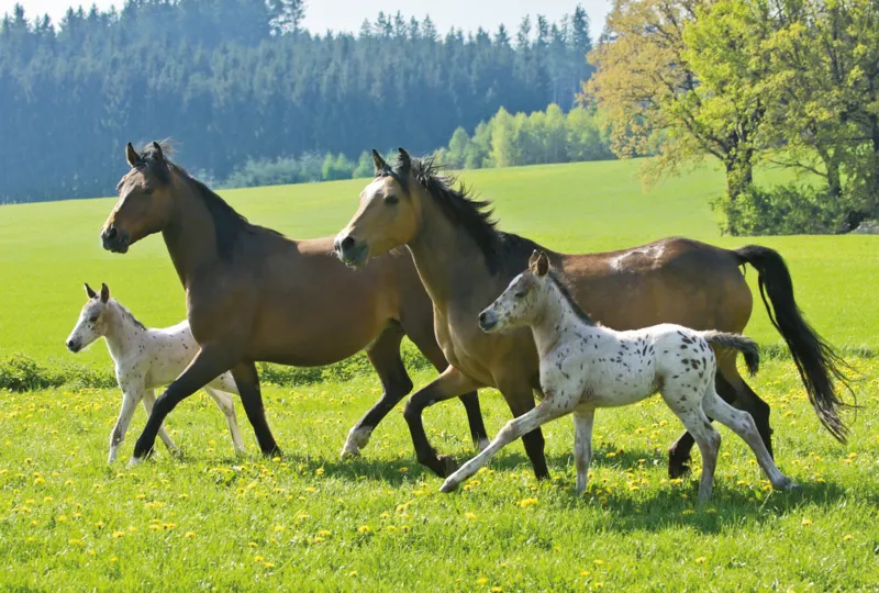 Jigsaw Puzzle - 26 and 48 Pieces - 4 in 1 - Horses