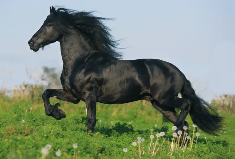 Jigsaw Puzzle - 26 and 48 Pieces - 4 in 1 - Horses