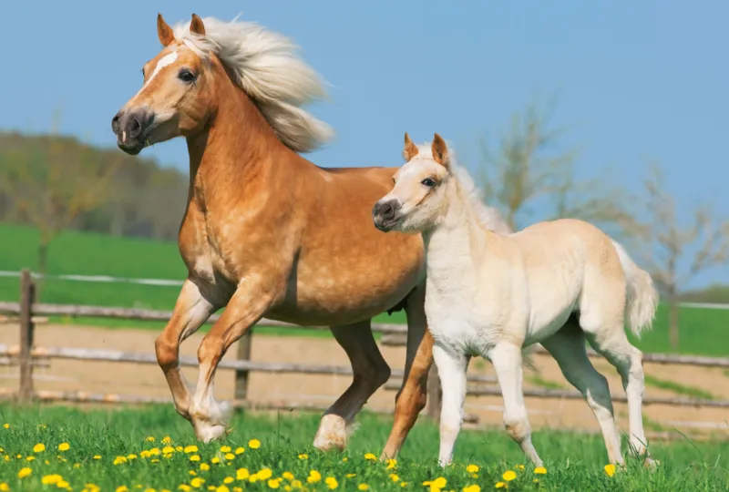 Jigsaw Puzzle - 26 and 48 Pieces - 4 in 1 - Horses