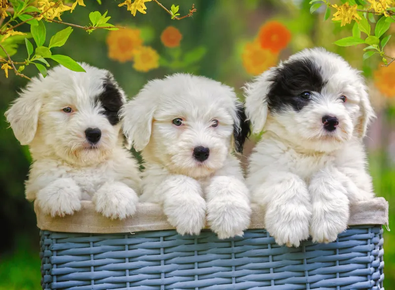 XXL Pieces - Cuddly Puppies