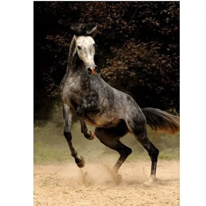 Jigsaw Puzzle - 1000 Pieces - Horses : Spotted Horse