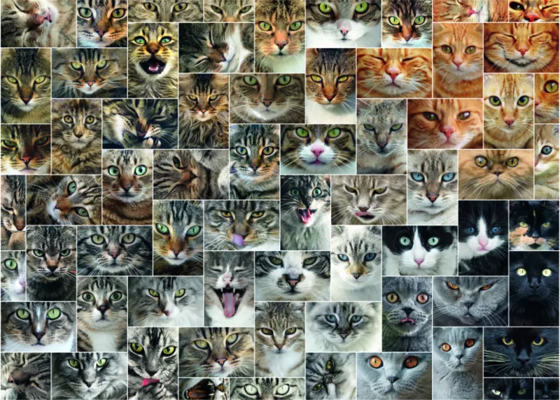Collage - Cats
