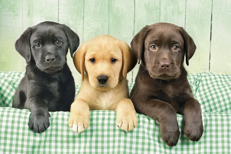 Three Labs