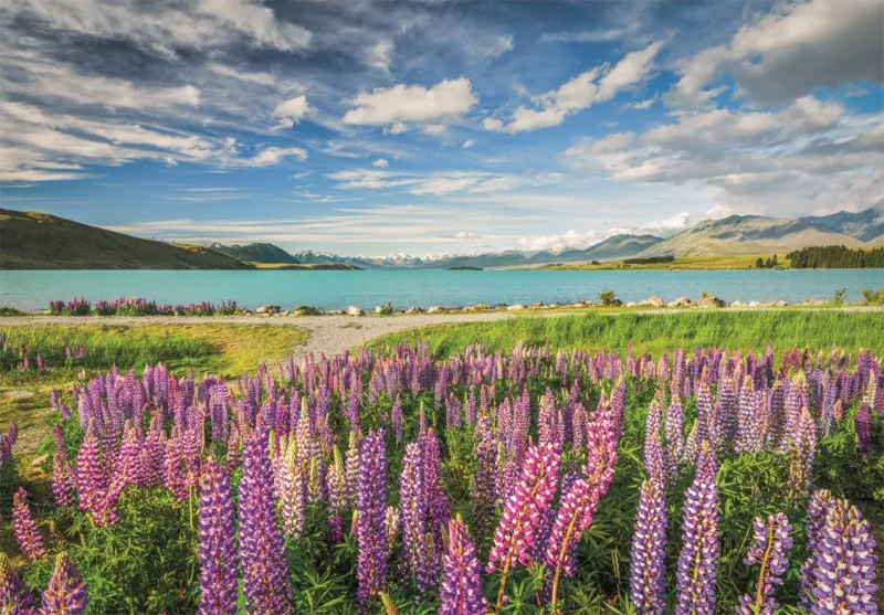 Lupin at Lake Tekapo