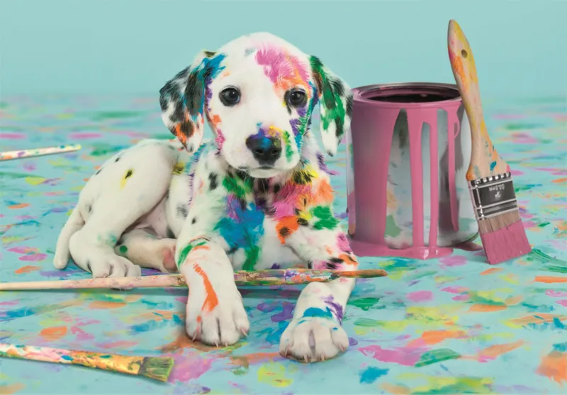 Funny Dalmatian