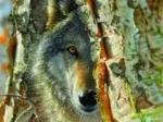 XXL Pieces - Wolf Encounter