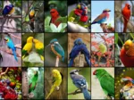 Collage - World's Most Beautiful Birds