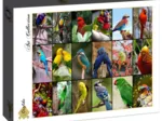 Collage - World's Most Beautiful Birds