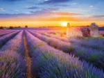 Collection French Regions - Lavender Route, Valensole
