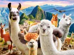 Llamas Selfie