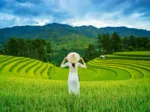 Rice Fields in Vietnam