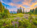 Blossoms of Morning