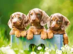Cute Puppies