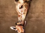 The mother Giraffe and its girafon