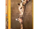 The mother Giraffe and its girafon